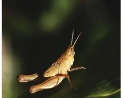 Grillo
