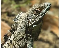Iguana