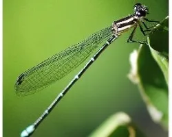 Orden odonata