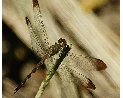 Anisóptera