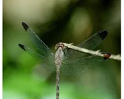 Anisóptera