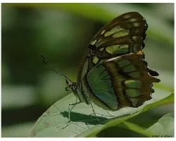 Philaethria dido  