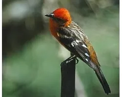 Piranga bidentata
