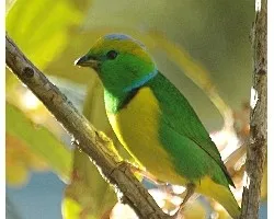 Chlorophonia callophrys