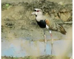 Vanellus chilensis