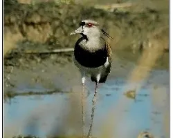 Vanellus chilensis