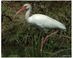 Eudocimus albus
