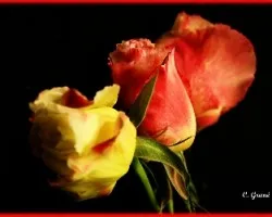 Rosas