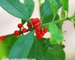 Posible ilex paraguariensis