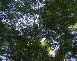 Posible ilex paraguariensis