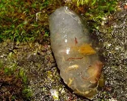 Calostoma