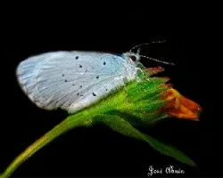 Celastrina argiolus