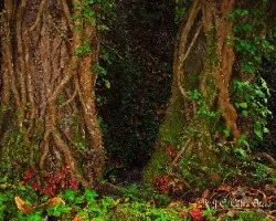 Hedera helix