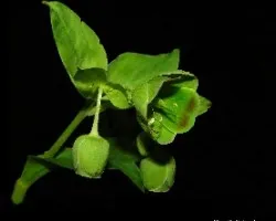 Plantas silvestres