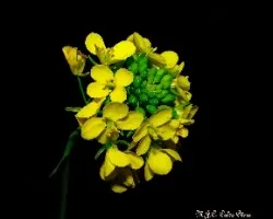 Brassica rapa