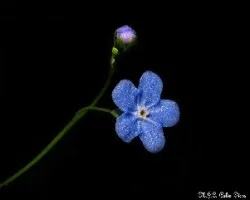 Myosotis secunda