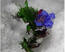 Echium vulgare, flor azul para mitzi y momiji