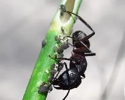 Simbiosis entre hormigas y pulgones