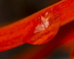 Gota de lluvia