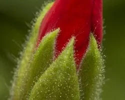 Pelargonium zonale