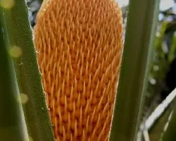 Cyca revoluta