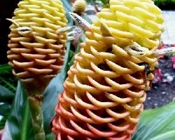 Zingiber spectabile