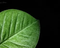 Hoja