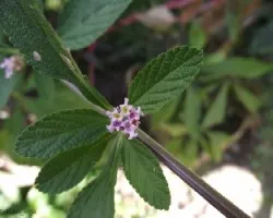 Melissa officinalis