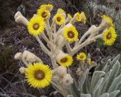 Espeletia