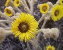 Espeletia
