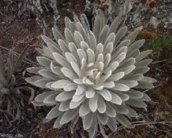Espeletia