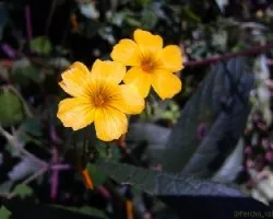 Oxalis vulcanicola