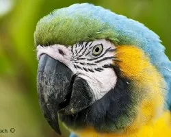 Ara ararauna
