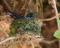 Colibri thalassinus