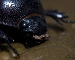 Escarabajo pelotero