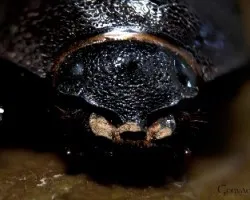 Escarabajo pelotero