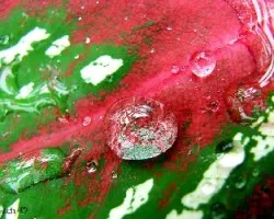 Gota en hoja