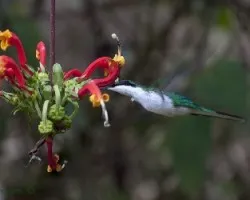 Heliothryx barroti