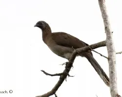 Ortalis cinereiceps