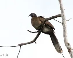 Ortalis cinereiceps