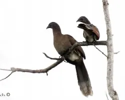 Ortalis cinereiceps