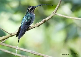 Phaethornis guy
