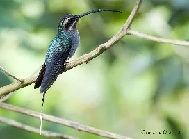 Phaethornis guy