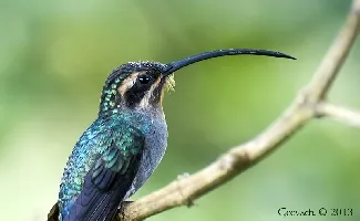 Phaethornis guy