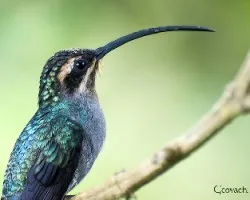 Phaethornis guy