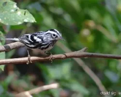 Mniotilta varia
