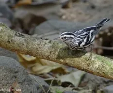 Mniotilta varia