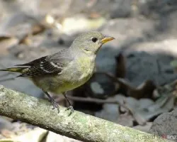 Piranga ludoviciana