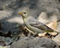 Piranga ludoviciana