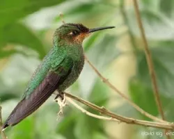 Heliodoxa jacula